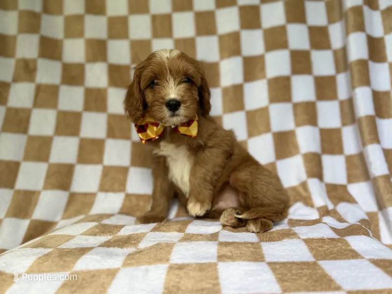 Marshall – Cavapoo puppy for sale in Lakeland, FL