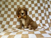 Marshall, a male Cavapoo for sale in Lakeland, FL – 1 of 9