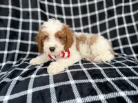 Boss, a male Cavapoo for sale in Lakeland, FL – 9 of 9