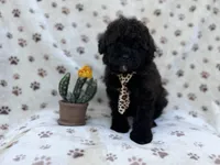 Buddy, a male Shihpoo and Poodle - Miniature  for sale in Lakeland, FL – Photo 3 of 8