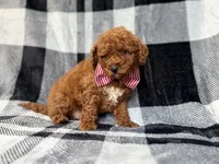 Scout, a male Miniature Goldendoodle for sale in Lakeland, FL – 8 of 8