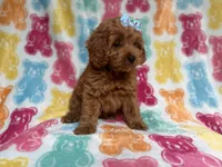 Rosie, a female Cockapoo and Poodle - Miniature  for sale in Lakeland, FL – 5 of 7