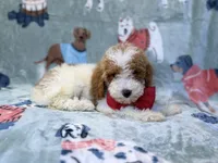 Tater, a male Poodle - Miniature  for sale in Lakeland, FL – 9 of 10