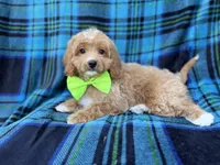 Astor, a male Cavapoo for sale in Lakeland, FL – 4 of 5