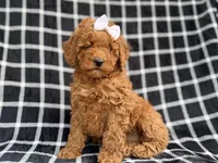 Brielle, a female Cockapoo and Poodle - Miniature  for sale in Lakeland, FL – Photo 1 of 9