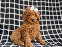 Brielle, a female Cockapoo and Poodle - Miniature  for sale in Lakeland, FL – Photo 7 of 9