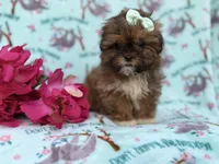 Quinn, a female Shihpoo for sale in Lakeland, FL – Photo 3 of 8