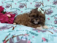 Quinn, a female Shihpoo for sale in Lakeland, FL – Photo 2 of 8