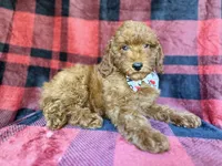 Samuel, a male Poodle - Miniature  for sale in Lakeland, FL – 6 of 9