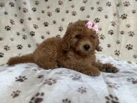 Allison, a female Poodle - Miniature  and Miniature Goldendoodle for sale in Lakeland, FL – 7 of 8