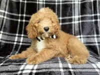 Willie, a male Cockapoo for sale in Lakeland, FL – 8 of 10