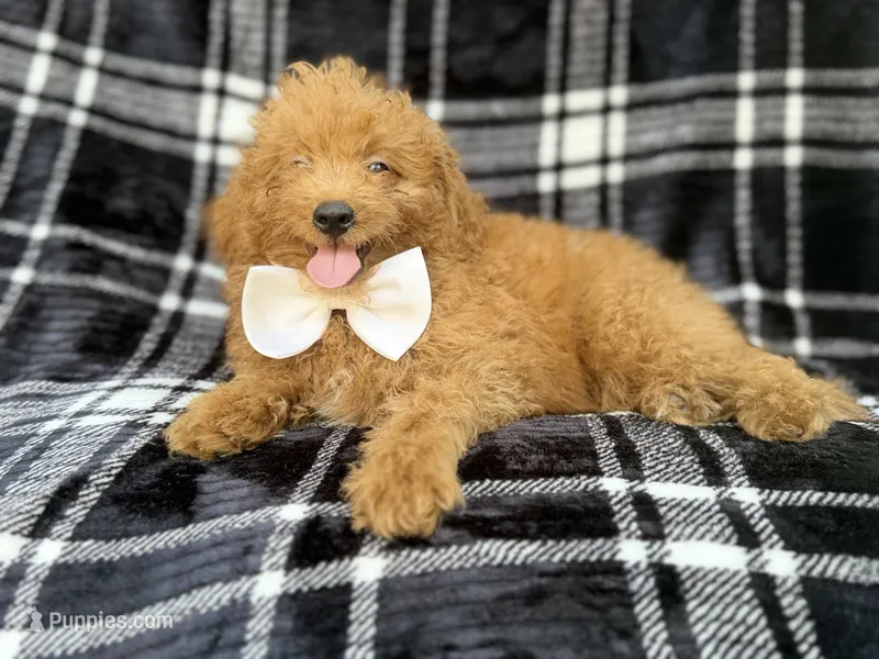 Dayton – Miniature Goldendoodle puppy for sale in Lakeland, FL