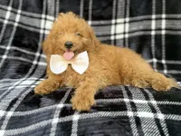 Dayton, a male Miniature Goldendoodle for sale in Lakeland, FL – 1 of 8