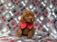 Smokey, a male Miniature Goldendoodle for sale in Lakeland, FL – 2 of 8