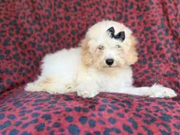 Olive, a female Cockapoo for sale in Lakeland, FL – 8 of 9