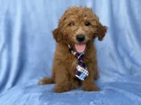 Dash, a male Miniature Goldendoodle for sale in Lakeland, FL – 5 of 9