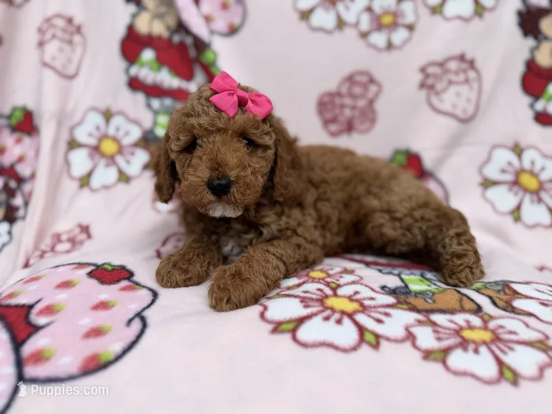 Remi – Cockapoo puppy for sale in Lakeland, FL