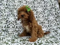 Dolly, a female Cavapoo for sale in Lakeland, FL – 5 of 8