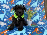 Valentino, a male Miniature Schnauzer for sale in Lakeland, FL – Photo 3 of 9