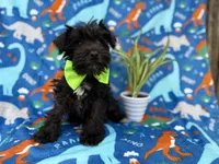 Valentino, a male Miniature Schnauzer for sale in Lakeland, FL – Photo 8 of 9