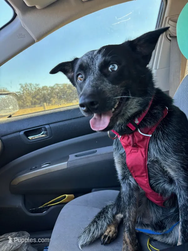 Shiloh, a male Australian Cattle Dog for sale in Lakeland, FL – Photo 1 of 3