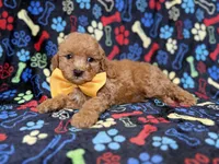 Lane, a male Cavapoo for sale in Lakeland, FL – 6 of 8