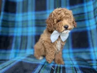 Rags, a male Cockapoo for sale in Lakeland, FL – 6 of 8