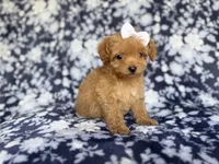 Fergi, a female Cockapoo and Poodle - Miniature  for sale in Lakeland, FL – 6 of 8