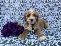 Finn, a male Cockapoo and Poodle - Miniature  for sale in Lakeland, FL – Photo 3 of 8