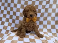 Moose, a male Poodle - Miniature  for sale in Lakeland, FL – 5 of 9