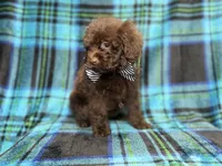 Bentley, a male Shihpoo and Poodle - Miniature  for sale in Lakeland, FL – 9 of 10