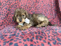 Oscar, a male Miniature Aussiedoodle for sale in Lakeland, FL – 4 of 9