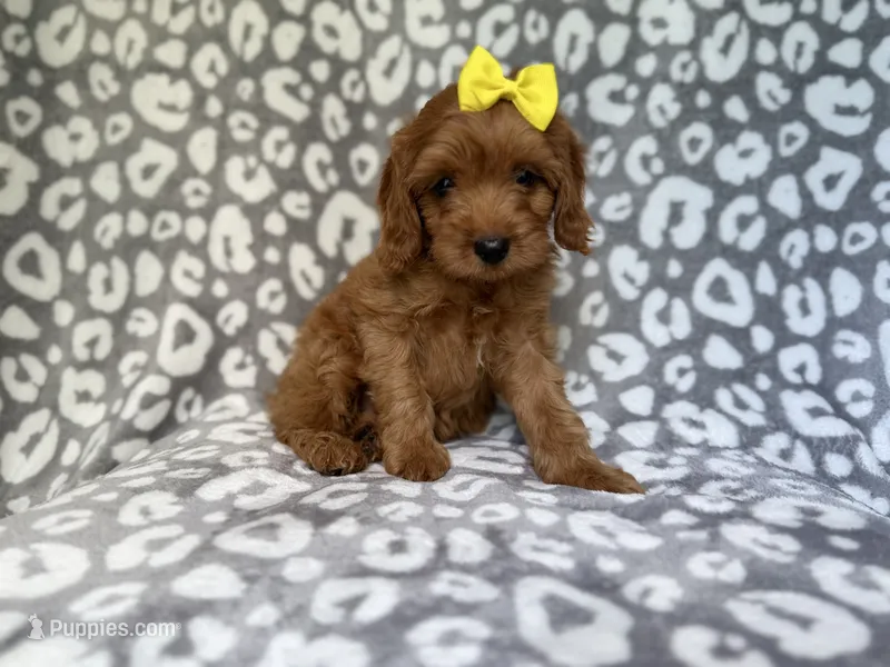 Molly – Cavapoo puppy for sale in Lakeland, FL