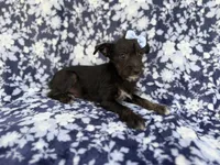 Ava, a female Miniature Schnauzer for sale in Lakeland, FL – 4 of 8