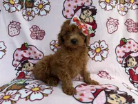 Bella, a female Cavapoo for sale in Lakeland, FL – 8 of 8
