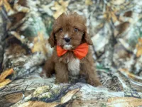 Lucky, a male Cavapoo for sale in Lakeland, FL – 2 of 9