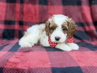 Duke, a male Cavapoo and Poodle - Miniature  for sale in Lakeland, FL – 8 of 8