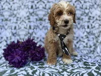 Finn, a male Cockapoo and Poodle - Miniature  for sale in Lakeland, FL – Photo 3 of 8