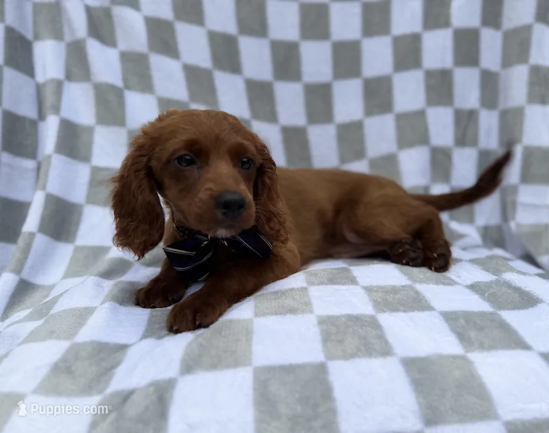 Domino – Cavapoo puppy for sale in Lakeland, FL