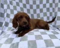 Domino, a male Cavapoo for sale in Lakeland, FL – 1 of 7