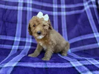 Anna, a female Cavapoo and Poodle - Miniature  for sale in Lakeland, FL – Photo 2 of 9