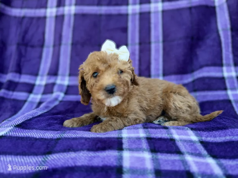 Anna – Cavapoo, Poodle - Miniature  puppy for sale in Lakeland, FL
