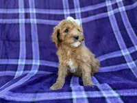 Anna, a female Cavapoo and Poodle - Miniature  for sale in Lakeland, FL – Photo 8 of 9