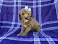 Anna, a female Cavapoo and Poodle - Miniature  for sale in Lakeland, FL – Photo 4 of 9