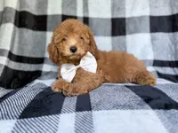 Bolt, a male Yorkipoo for sale in Lakeland, FL – 2 of 10