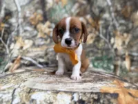 Denver, a male Jack Russell Terrier and Cavalier King Charles Spaniel for sale in Lakeland, FL – 3 of 8