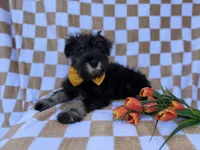 Jasper, a male Miniature Schnauzer for sale in Lakeland, FL – Photo 5 of 7