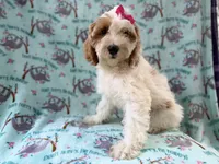 Tilly, a female Cockapoo for sale in Lakeland, FL – 9 of 9
