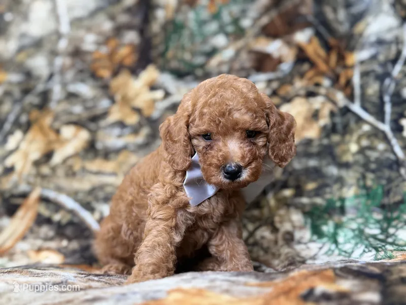 Landon – Cavapoo puppy for sale in Lakeland, FL