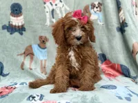 Buttercup , a female Cavapoo for sale in Lakeland, FL – 7 of 7
